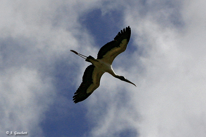 Flying Bird